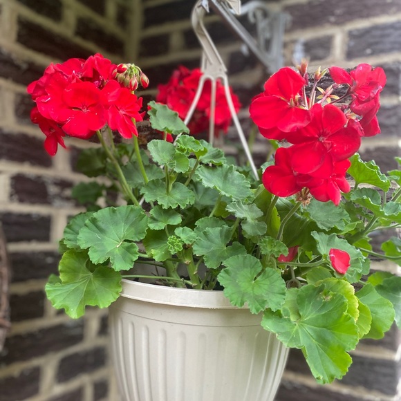 ANY REASONABLE OFFER ENTERTAINED🌺🌿🌺 - Picture 14 of 15